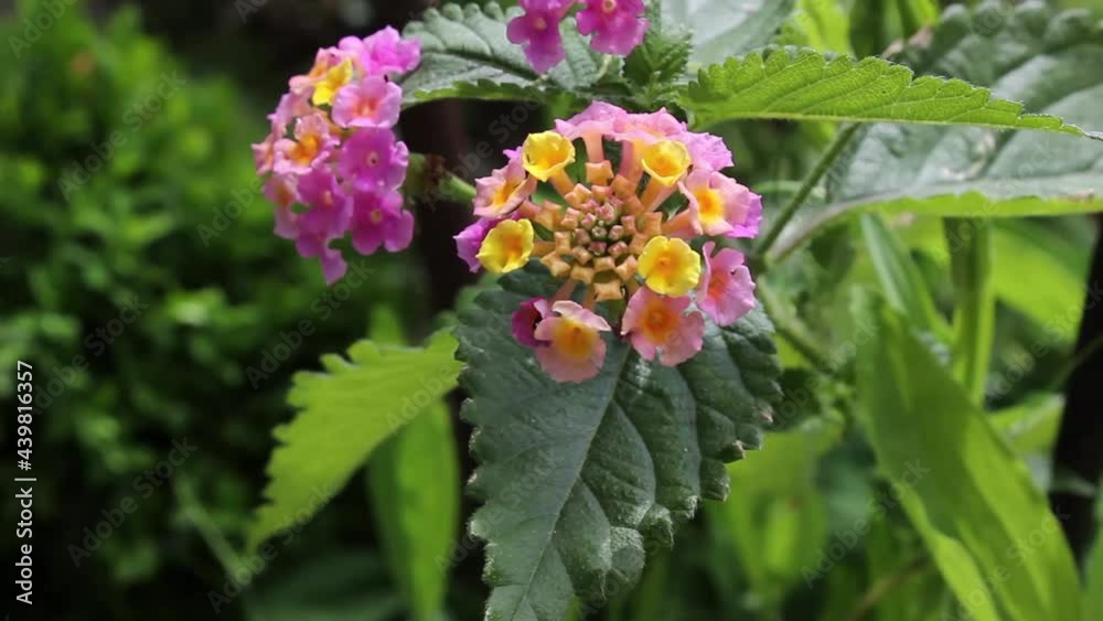 Orange Lantana Tropical Flowers Are In Bloom. Orange Lantana Tropical Flowers Are In Bloom.