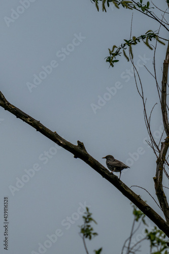 Single rare bird rests on branch near Zlatna Panega river, Bulgaria
