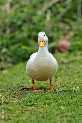 Valokuva White duck on the grass.