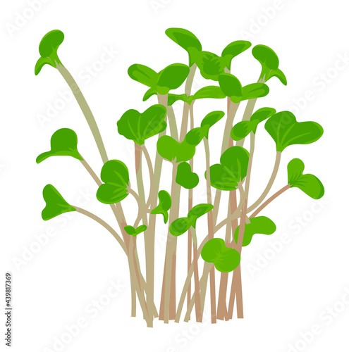 Radish sprout vector stock illustration. sprouted red radish. Micro-village.of young plants. Sprouted seeds are green grass Isolated on a white background.