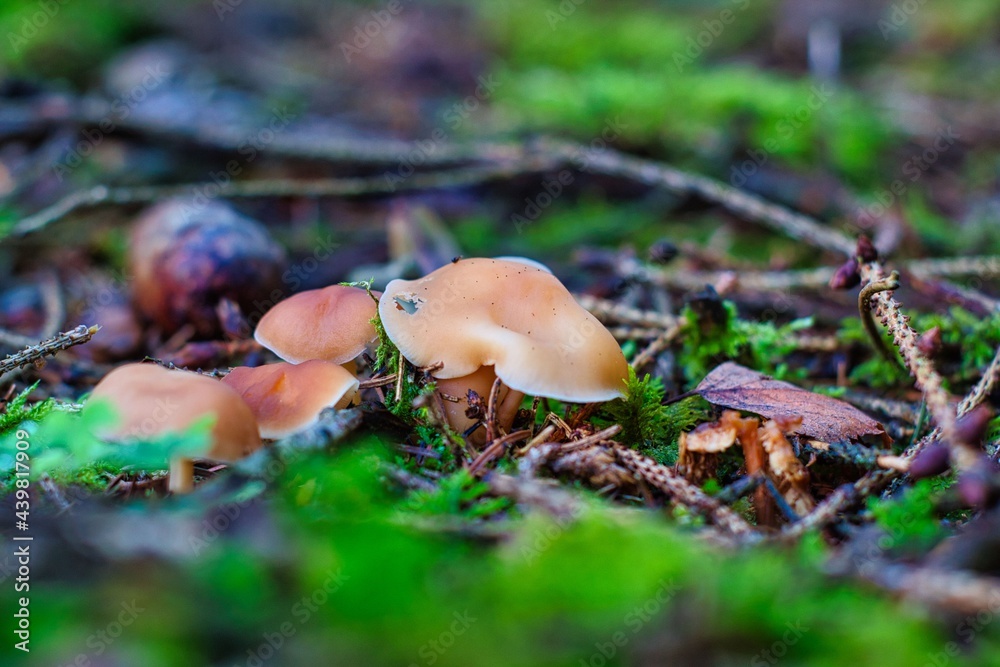 Mushroom coming out of the ground in the forest.