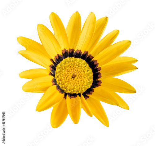 Gazania rigens, Yellow treasure flower, isolated on white background, with clipping path