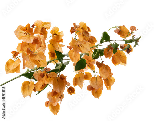 Bougainvillea flower, Paperflower, Orange Bougainvillea flower isolated on white background, with clipping path