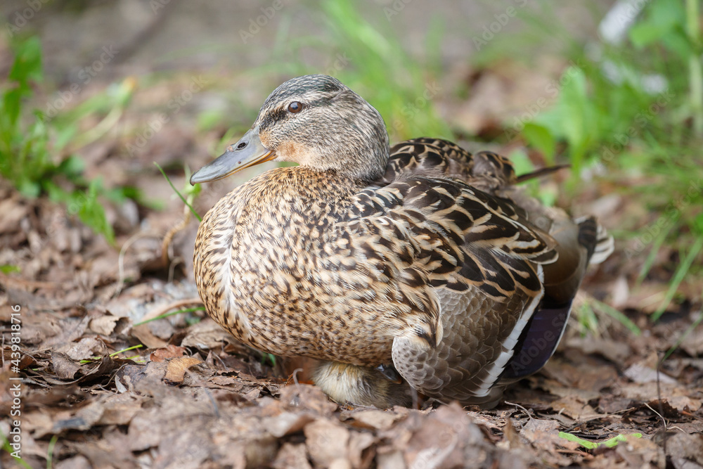 The mother duck warms the little ducklings by disguising herself against the background of fallen leaves. close-up The mother duck warms the little ducklings by disguising herself against the background of fallen leaves. close-up