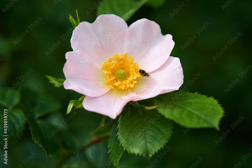 Close-up of a Dog Rose flower (Rosa canina) Close-up of a Dog Rose flower (Rosa canina)