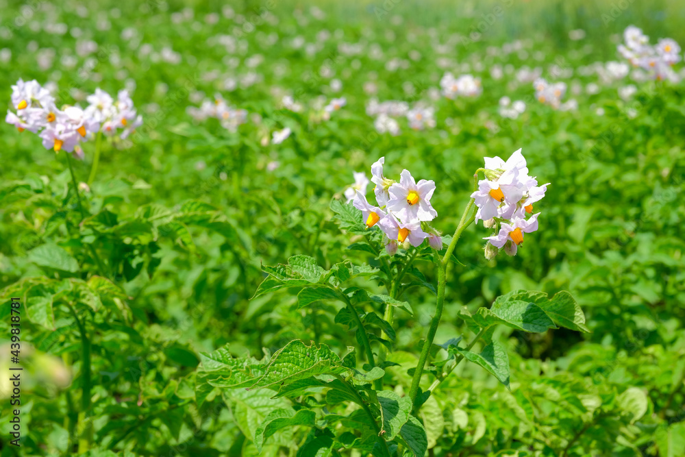 White blooming potato flowers growing on farm field in summer close up White blooming potato flowers growing on farm field in summer close up