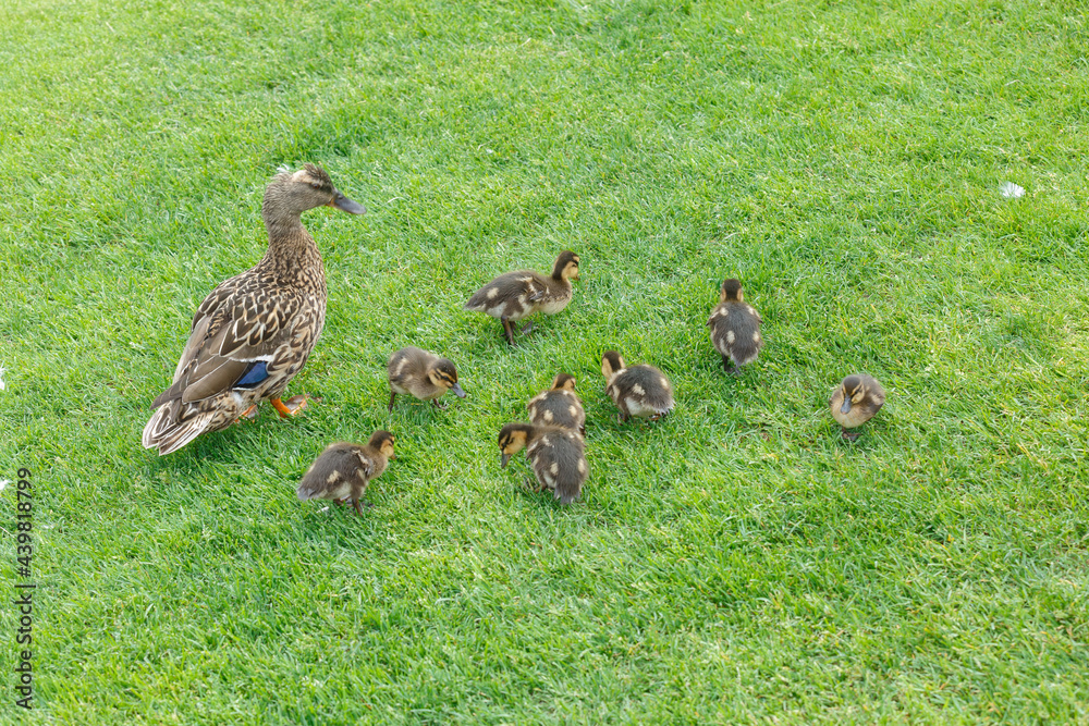 Duck mother guards her cute little ducklings while they search for food in the meadow among the grass Duck mother guards her cute little ducklings while they search for food in the meadow among the grass