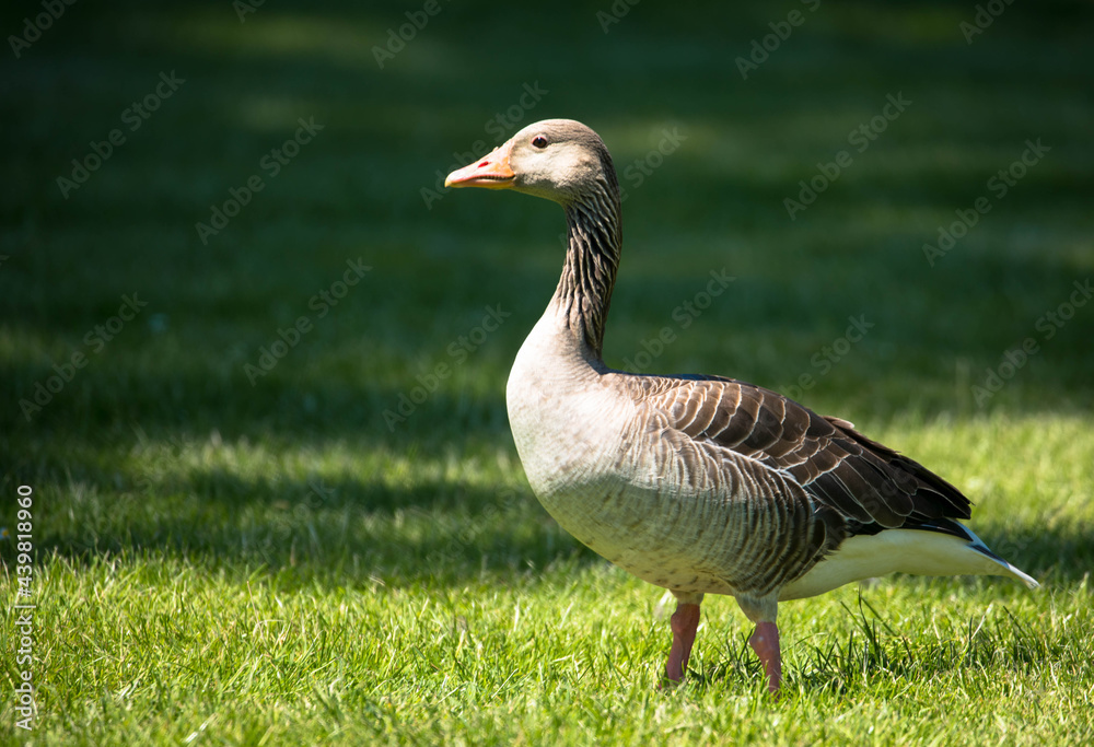 The wild greylag goose standing on the green lawn in a public park. The greylag goose is a species of large goose in the waterfowl family Anatidae. The wild greylag goose standing on the green lawn in a public park. The greylag goose is a species of large goose in the waterfowl family Anatidae.