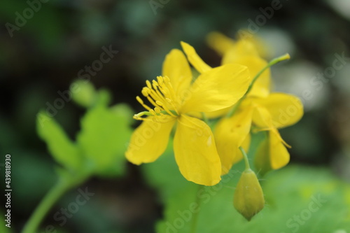 Bright yellow flowers or buttercups