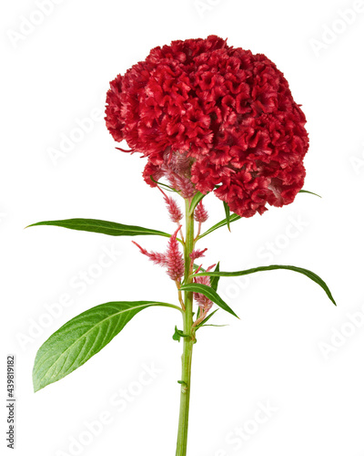 Celosia cristata flower, Red cockscomb flower isolated on white background, with clipping path  photo