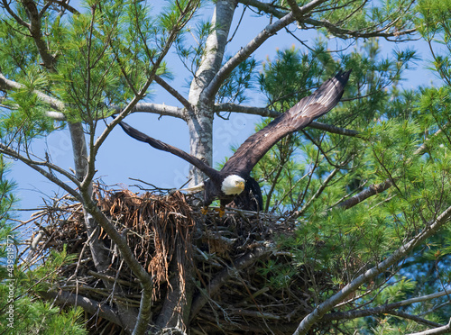 Coming out of the nest