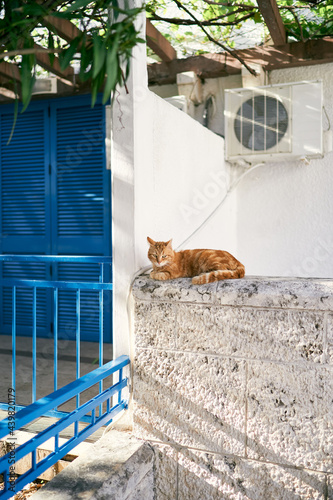 Ginger cat sits on a stone fence near the house © Nadtochiy