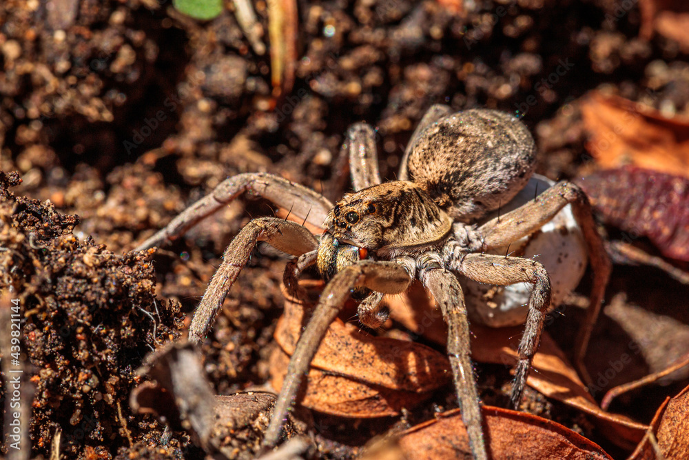 Tasmanicosa wolf spider with egg sac, Hughes, ACT, February 2021