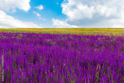 Wild purple flowers in the field