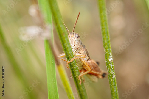 Wingless Grasshopper, Hughes, ACT, March 2021