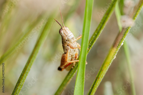 Wingless Grasshopper, Hughes, ACT, March 2021