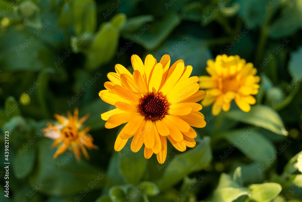 Yellow medical calendula flower close-up on a blurred background of green leaves. Yellow medical calendula flower close-up on a blurred background of green leaves.