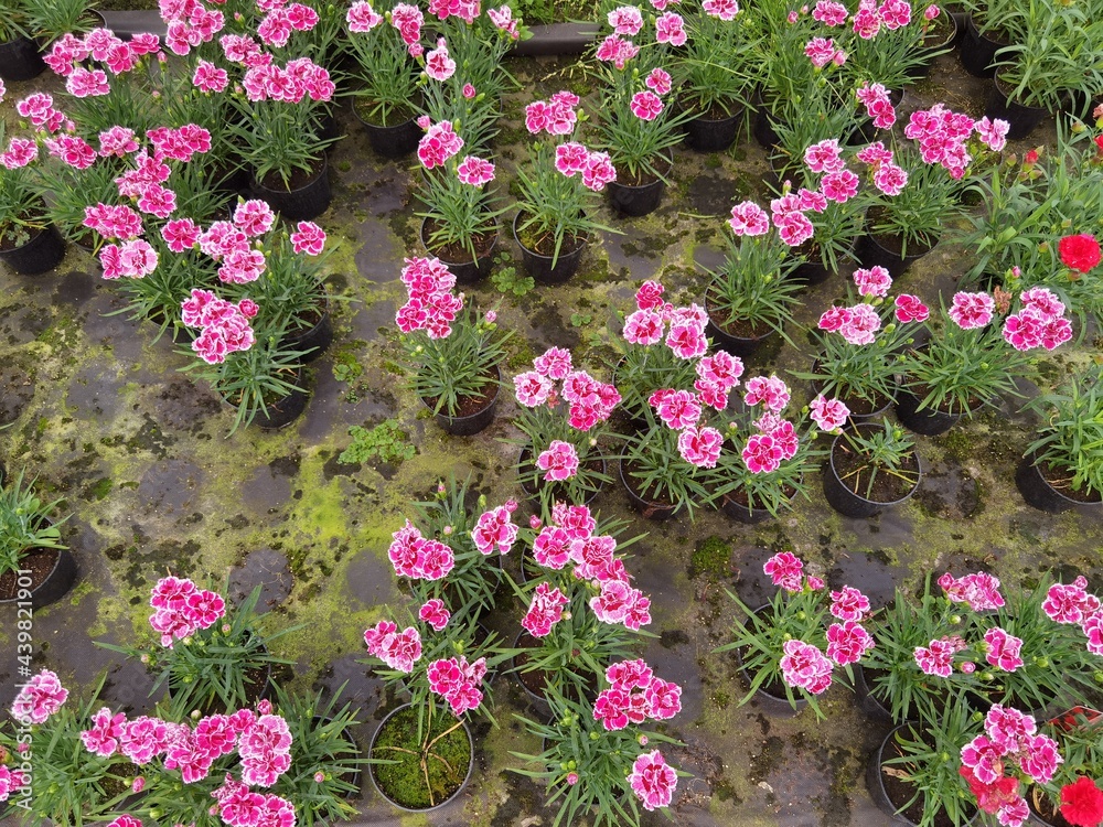 Dianthus caryophyllus. Vibrant pink carnations in the greenhouse.