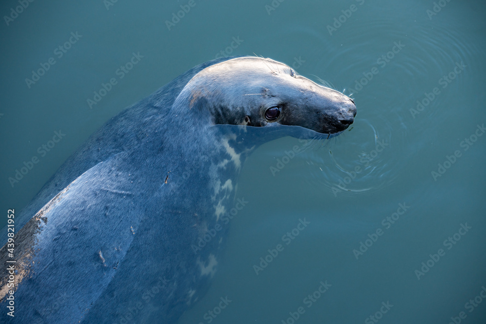 Fototapeta premium Gray seal 