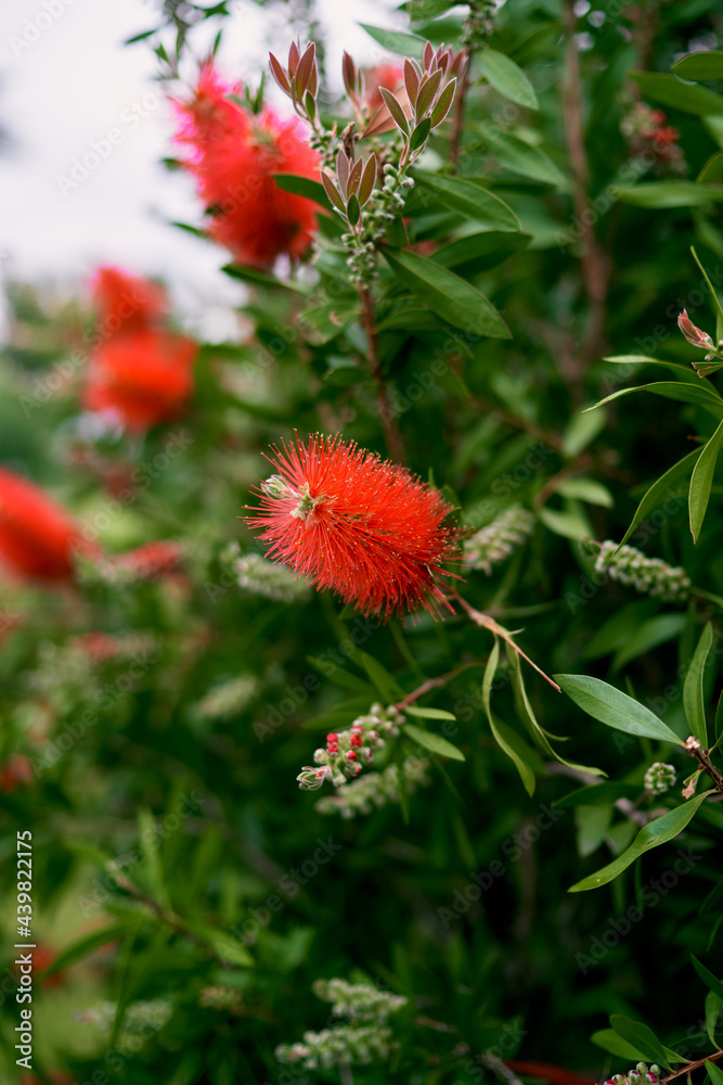 Red callistemon flowers on a green bush. Close-up
