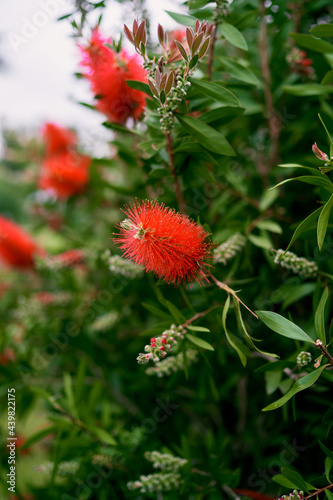 Red callistemon flowers on a green bush. Close-up
