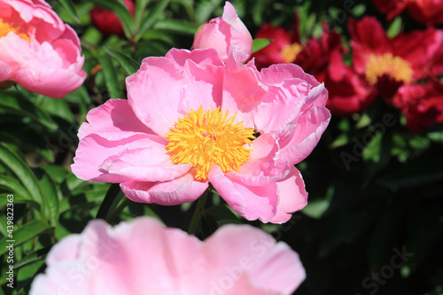 Fototapeta Naklejka Na Ścianę i Meble -  bright beautiful summer peonies in the botanical garden