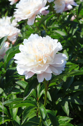 Fototapeta Naklejka Na Ścianę i Meble -  bright beautiful summer peonies in the botanical garden