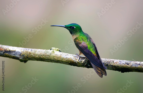 Bruinborstbriljantkilibrie, Fawn-breasted Brilliant, Heliodoxa rubinoides