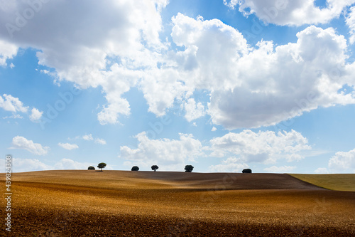 PAISAJE DE CAMPO CON SIEMBRAS Y HORIZONTE CON ÁRBOLES Y CIELO AZUL CON NUBES EN CASTILLA LA MANCHA, ESPAÑA