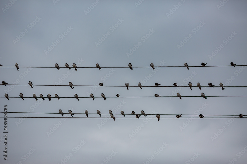 Abstract staff. Those five wires with the swallows resting on them look like a musical staves. Dark moody sky in the background Abstract staff. Those five wires with the swallows resting on them look like a musical staves. Dark moody sky in the background