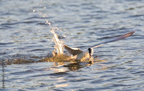 Forsters Stern, Forsters Tern, Sterna forsteri photo