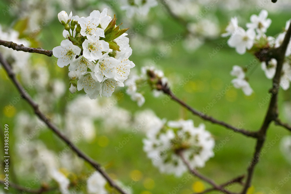 Fruitbomen; Orchards