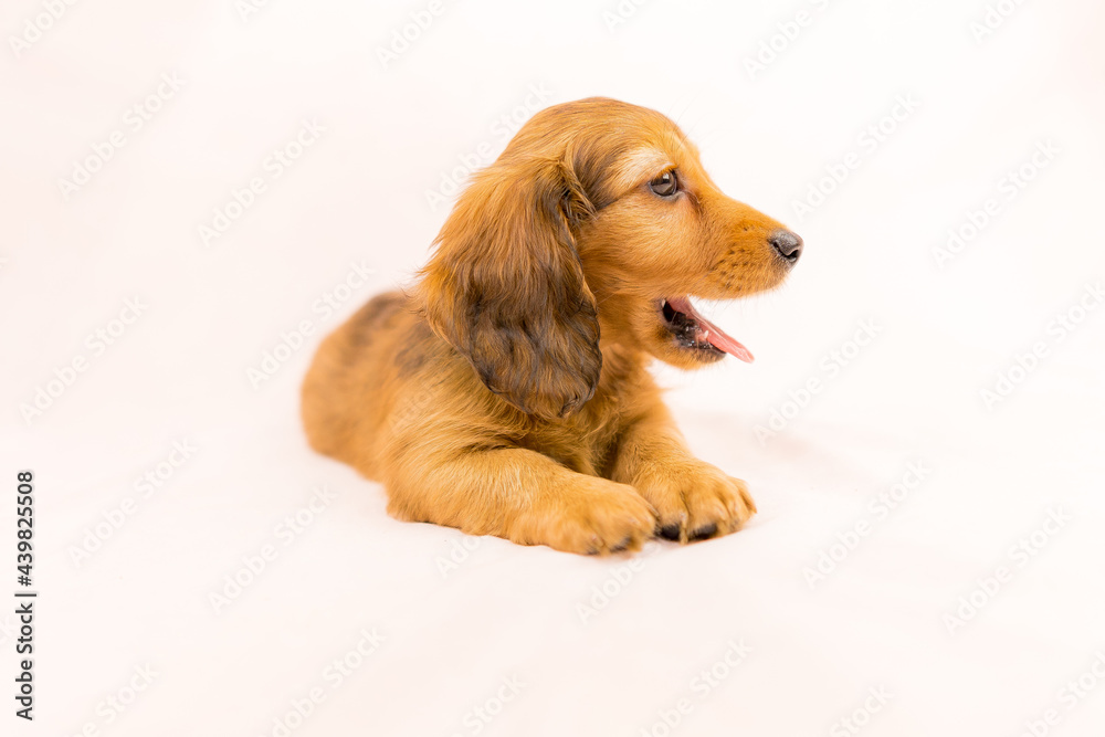 ミニチュアダックスフンド 仔犬 レッド ミニチュアダックスフンド 仔犬 レッド