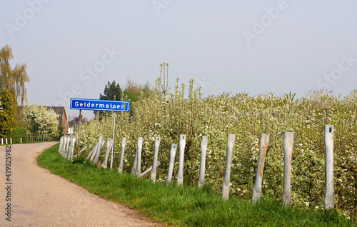 Fruitbomen; Orchards photo