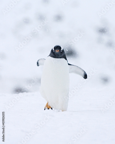 Gentoo Penguin, Ezelspinguïn, Pygoscelis papua