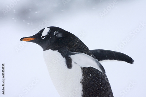 Gentoo Penguin  Ezelspingu  n  Pygoscelis papua