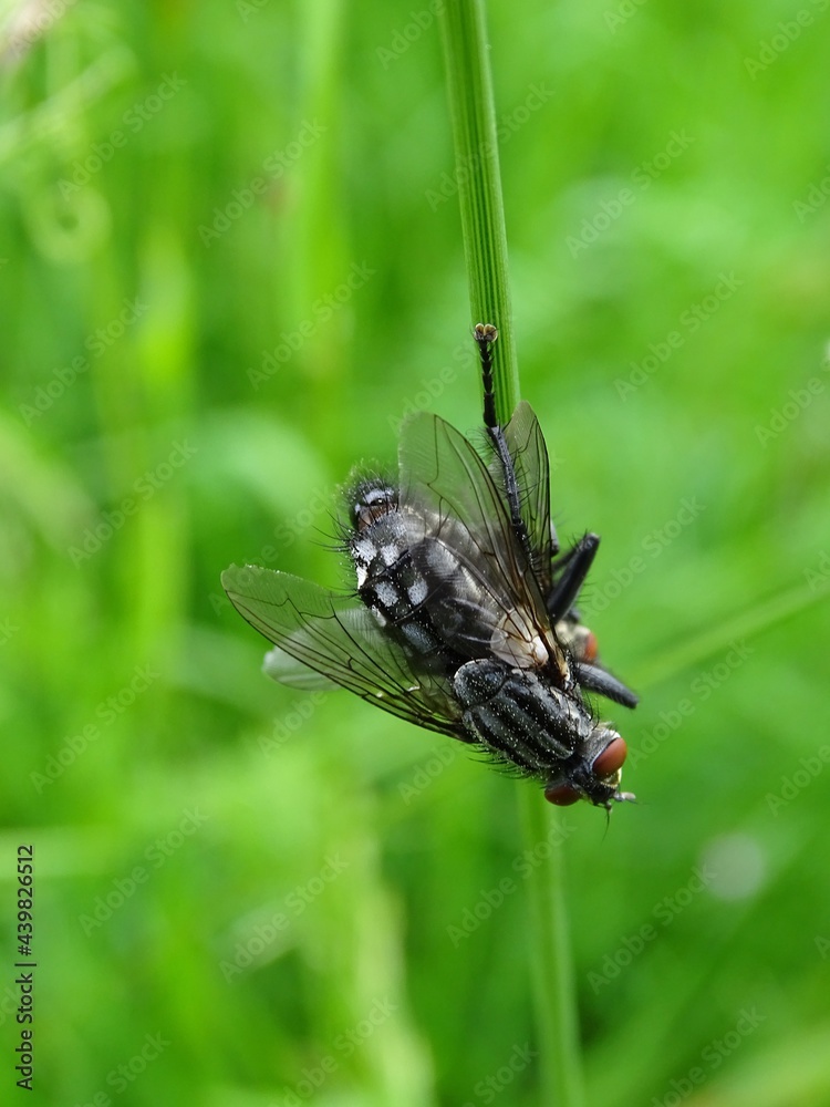 Graue Fleischfliegen bei der Paarung an einem Grashalm