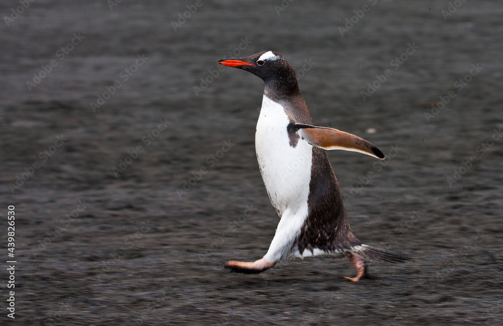 Naklejka premium Ezelspinguïn, Gentoo Penguin, Pygoscelis papua