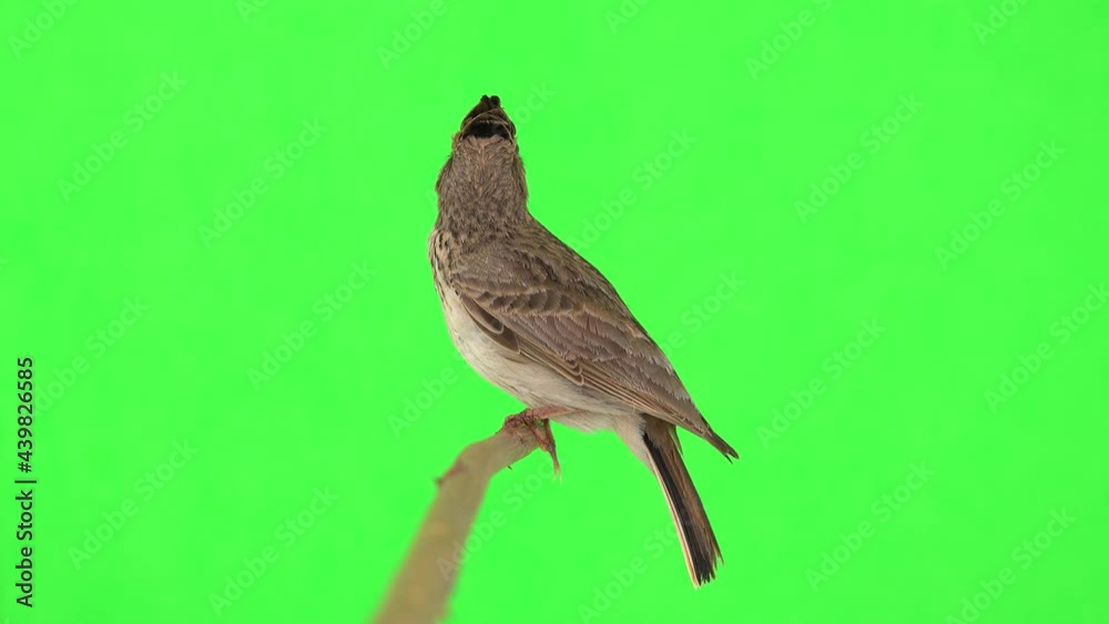 Crested lark sits on a branch isolated on green screen Crested lark sits on a branch isolated on green screen