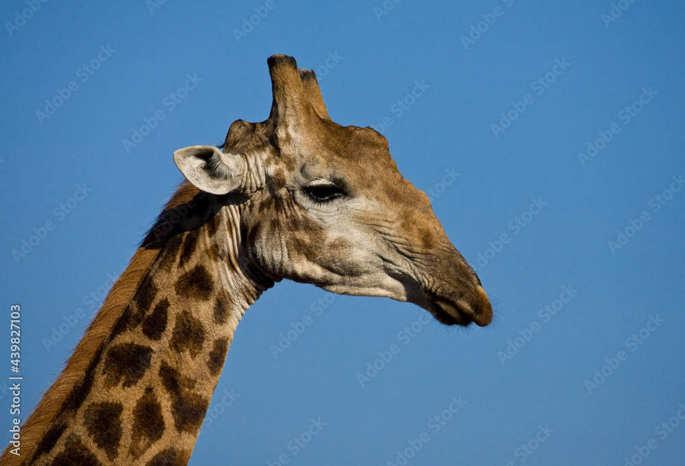 Obraz premium Giraffe, Giraffe, Giraffa camelopardalis