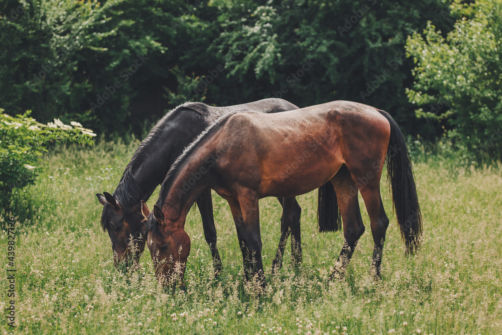 Two beautiful horses grazing in the meadow. Two beautiful horses grazing in the meadow.