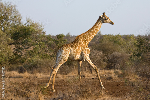 Giraffe, Giraffe, Giraffa camelopardalis