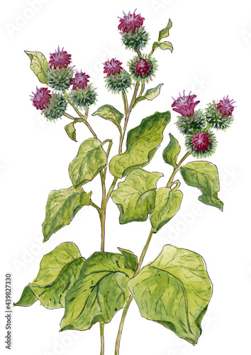 Canvastavla Watercolor illustration of burdock flowers isolated on white background