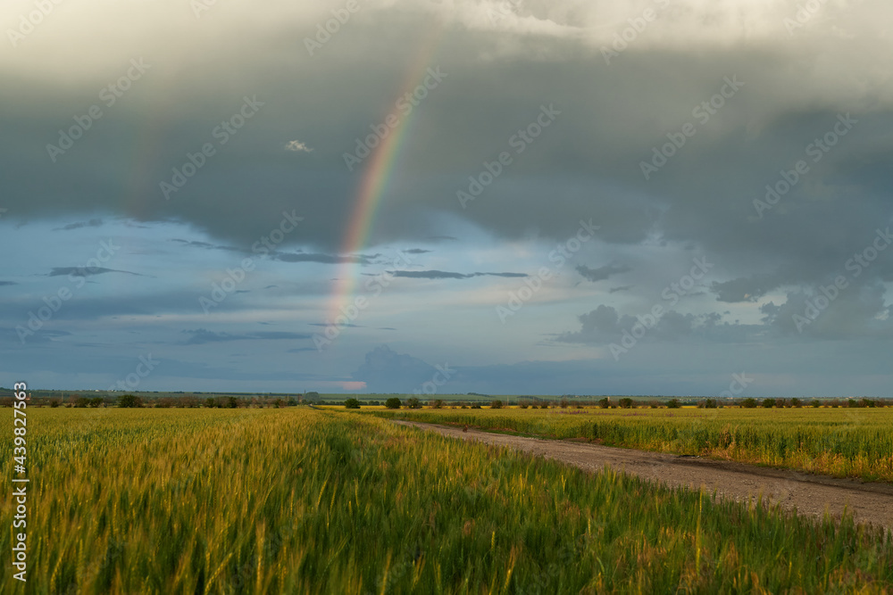 Agricultural field for growing young wheat, barley, rye. Beautiful spring landscape with stormy sky and rainbow Agricultural field for growing young wheat, barley, rye. Beautiful spring landscape with stormy sky and rainbow