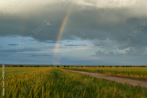 Agricultural field for growing young wheat, barley, rye. Beautiful spring landscape with stormy sky and rainbow