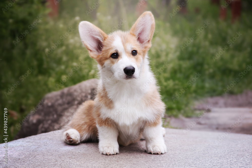 Corgi puppy. Cute dog sitting. Corgi puppy. Cute dog sitting.