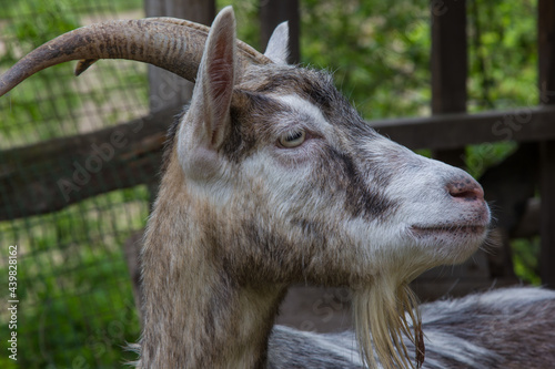 goat in the countryside close up in summer
