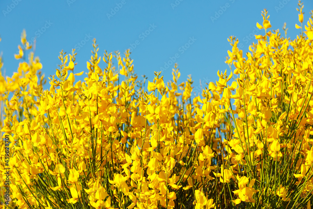 Bright yellow flowers blooming across the blue sky. Nature background, copy space Bright yellow flowers blooming across the blue sky. Nature background, copy space