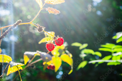 raspberry bushes in a pine forest.ripe juicy red berries on a bush branch 