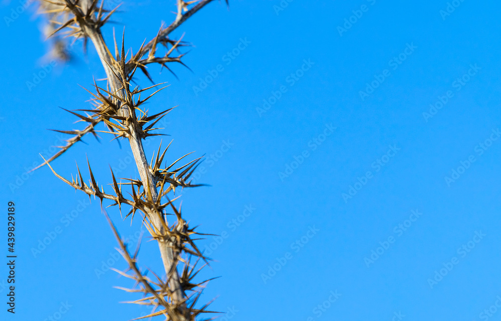 Dry Prickly Plant Against Blue Sky, Nature Backround, Survival, Space fot Text Dry Prickly Plant Against Blue Sky, Nature Backround, Survival, Space fot Text